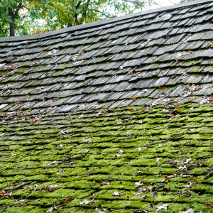 example of Sagging wood shake roof partially covered with moss to answer the questions 'should i replace my roof?'