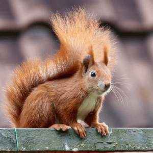 squirrel on roof