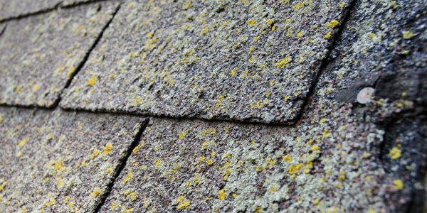 Roof Algae