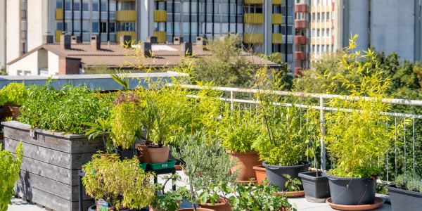 Roof Gardening Trends