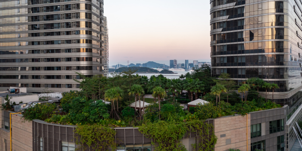 cities are turning to green roofs